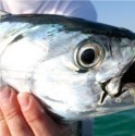 Great winter bonito fishing.  You can tell this one has been feasting on glass minnows all day.